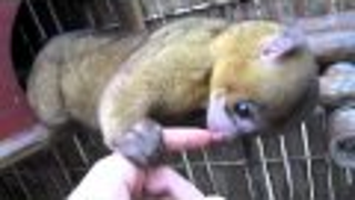 The Night Belongs to Paris Hilton's Kinkajou